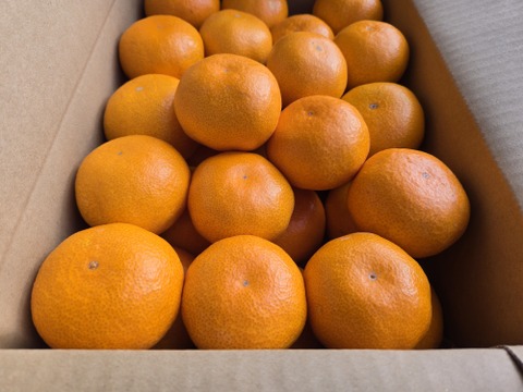 ★秀品！！　石地みかん　10kg　香川県産