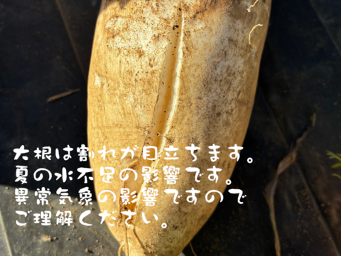 鍋に最適！　固定種の野菜セット12月 (師走)