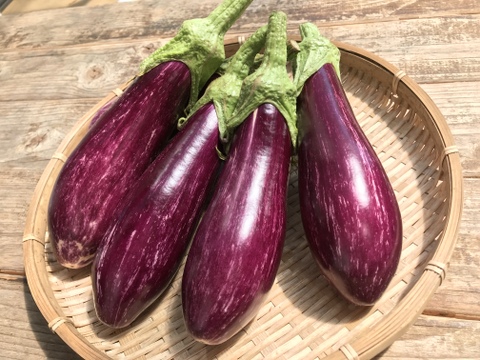 【数量限定】彩り鮮やか♪イタリアゼブラなす詰め合わせ(5個)【朝採れ】