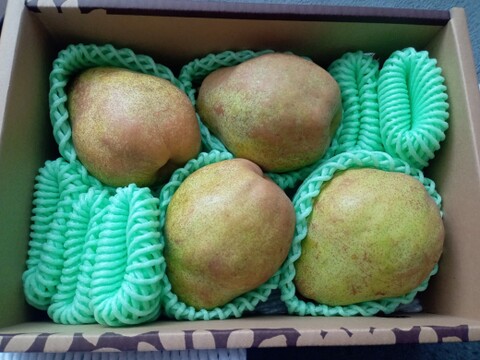 【限定100箱！先行特価】 10月中旬～11月上旬発送 【早出し洋梨品種おまかせ】 プロが食べ頃まで追熟！ 秀品 約2㎏ 家庭用・おすそ分けに丁度いい！ R07-01-01