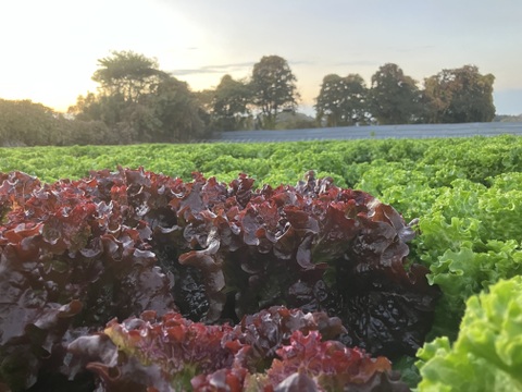 プレミアムグリーンリーレタス＆プレミアムサニーレタス