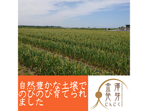 金澤発芽にんにく 0g オマケ訳あり品10 増 合計約30本 40本 石川県産 食べチョク 農家 漁師の産直ネット通販 旬の食材を生産者直送