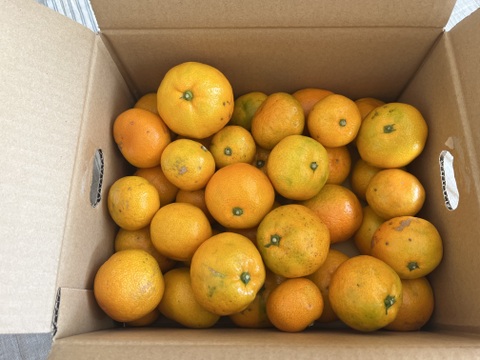 有田みかん【完熟ゆら早生】3.3kg（箱込）