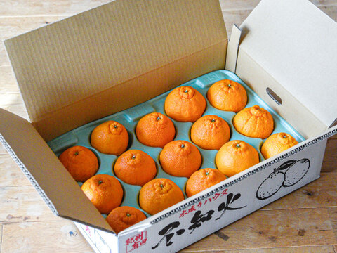 【先着5名様限定】伊藤農園 認定農家さんの完熟 木成り 特選不知火(デコポン同品種) 中玉15個入【2月中旬より発送予定】322-kmd15