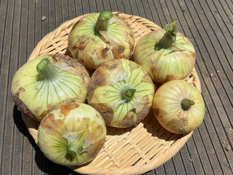【大容量】入手困難な固定種早生タマネギ！『貝塚早生』 (8kg) 4kg×2箱
