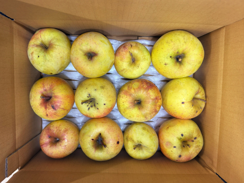 甘くてジューシーりんご　訳あり３kg