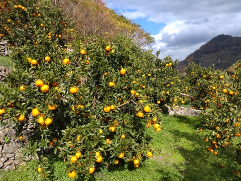 【訳あり】広島県産「ポンカン」‼️サイズ混合、キズあり　5kg(箱込み)