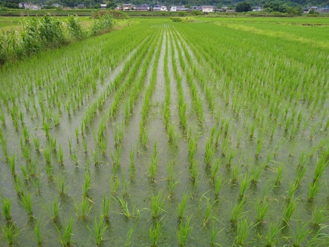 【令和７年産　新米】動物由来肥料不使用、化学肥料半減、米粒成長期の農薬ゼロ、だから、米粒は小さめですが、味は凝縮　令和7年新米です　ひとめぼれ4.5kg　標準精米でお届けします