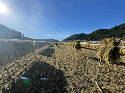 貴重な天日干し！京都府南丹市産「コシヒカリ」玄米5kg（栽培期間中農薬不使用）