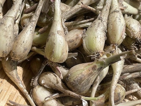 パリポリ食感がクセになる！泥付き生らっきょう～２Kg