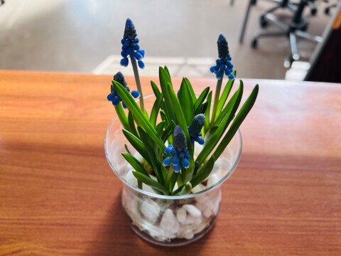 可愛らしいムスカリ紫3球白3球 透明クリアカップ入【期間限定】