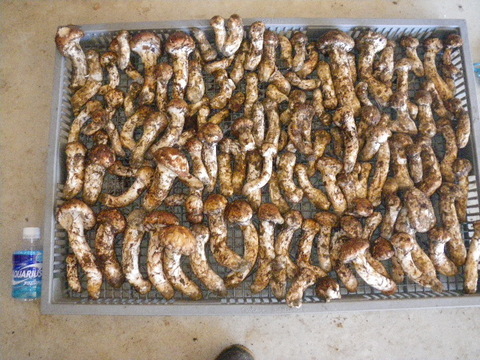 南信州産 松茸 ご家庭用 (300g)