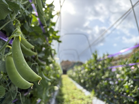 潮風 × 火山灰土が育てた甘くて美味しい！島のスナップエンドウ　400g（80g×５p）