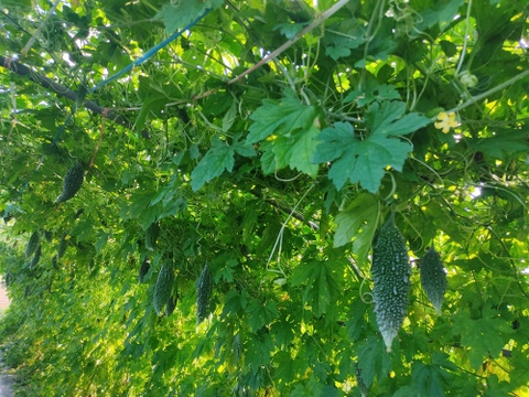 🥒夏の元気をチャージ！採れたてゴーヤ14～16本｜農薬・化成肥料不使用【朝どれ】🥒