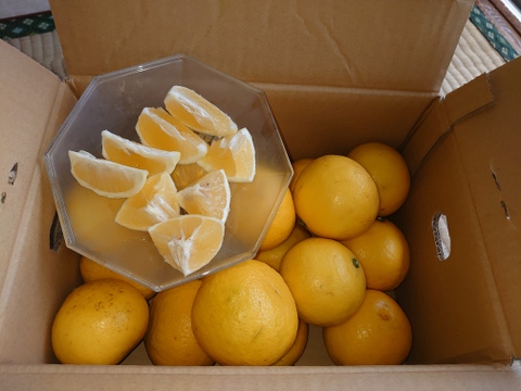 ニューサマーオレンジ(日向夏)家庭用3キロ