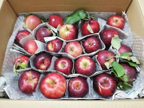 サンつがる　りんご　40％農薬カット　約7キロ　26個〜30個　赤点多め　虫食いあり　小玉　野球ボール多め