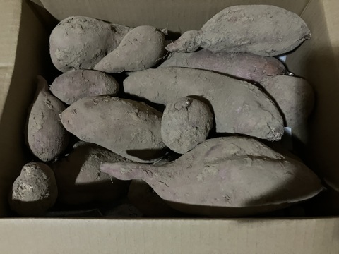 先着1名様！訳あり自然栽培安納芋2.5kg