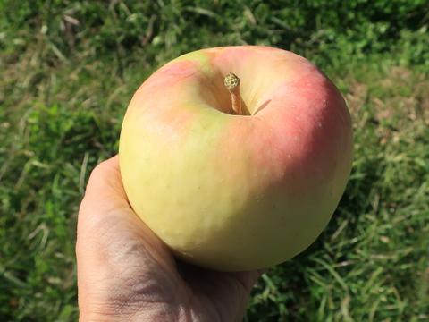 ぐんま名月 りんご 2kg(5〜7玉) ギフト 贈り物にも 贈答【10月下旬〜】