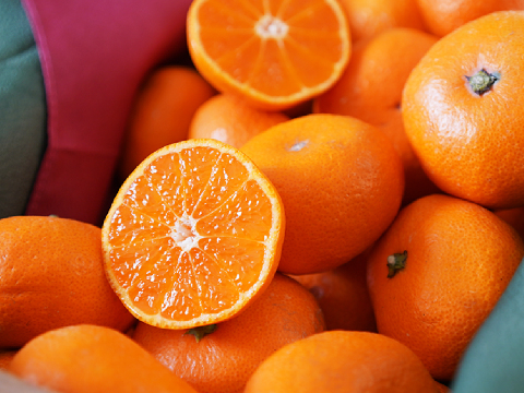 蔵出しみかん丹生系10kg｜和歌山県海南市下津町産。晩生みかんの最高級品種