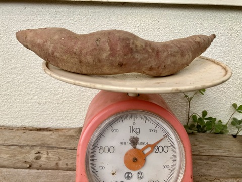 自然栽培〈サイズ混合5㎏・細いサイズ5㎏〉大分県産さつまいも 10㎏セット