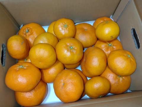 《豊作割引》【家庭用】甘平 5kg ギッシリ果肉のシャキシャキ食感♡愛媛限定高級柑橘♫愛媛みかん！！