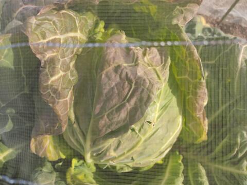 ✨農薬・化成肥料不使用の新鮮芽キャベツ約900g+コカブ約1㎏+キャベツ1玉✨冬の温かい食卓セット😊