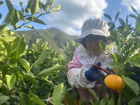 見た目は赤ちゃんサイズ👶でも味は濃厚！西果樹園【超小玉みかん】５キロ