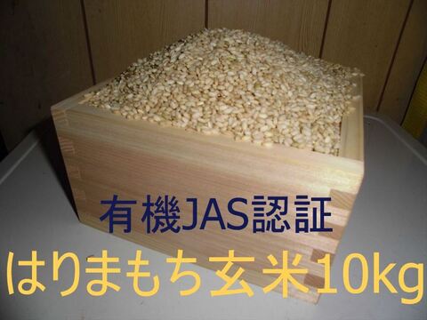 有機JAS認証【農薬不使用「はりまもち」玄米10kg】甘くてよく伸びるもち米 2025年兵庫県産「タガメの里・自然米」