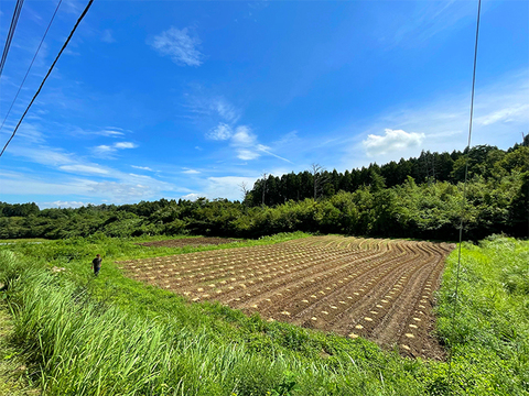 【1月5日頃から順次発送】タラの芽 真ダラ・もちタラ 食べ比べセット