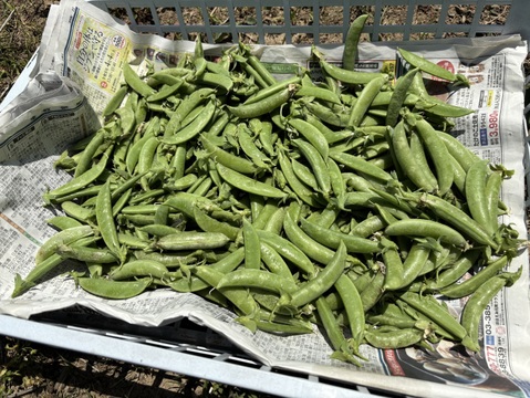 初夏の味わい！農薬不使用・スナップえんどう食べ切り300g