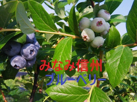 【父の日ギフト】 ブルーベリー 生果実 大粒選果  500ｇ1箱