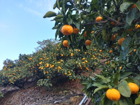 【予約受付】めっちゃ甘い‼️早生みかん🍊5kg(箱込み)