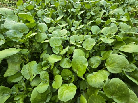 【2kg】兵庫県但馬産　ごちそうクレソン［サイズ100］