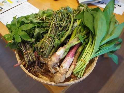 【4月下旬～6月上旬】春の恵み！山菜が大好きなあなたに1種類大容量！　5000円