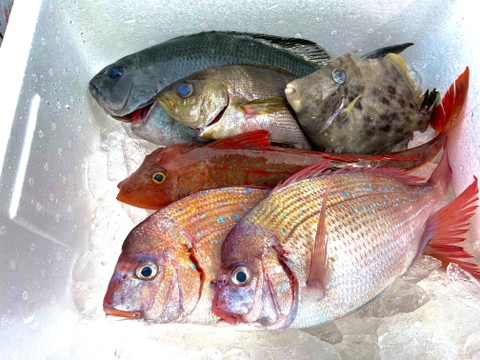 【夏ギフト】日間賀島 漁師 直送 採れたてホヤホヤのおまかせ鮮魚中盛りセット
3種類から4種類  ※必ず活〆 神経〆 血抜き