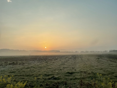 【恋(濃)トマト】最高糖度12度！野菜を超えたフルーツのような濃厚な味わい「恋(濃)トマト(1kg)  【母の日ギフト】」