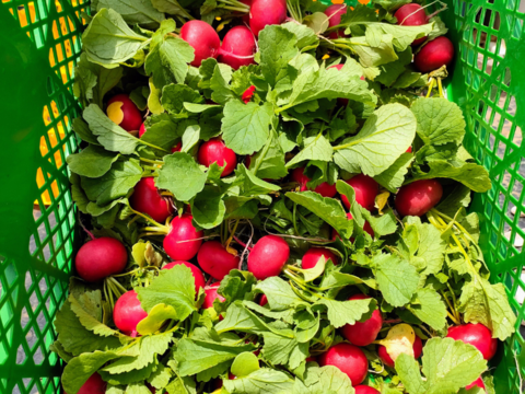 【農薬・化学肥料不使用☆】朝採れ新鮮野菜を信州の高原よりお届け！！旬の野菜セット７種（ラージ）
