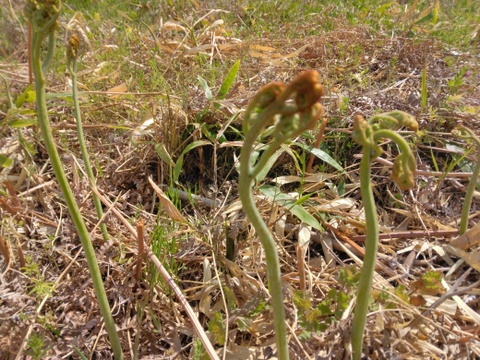 蕨（わらび）　400グラム