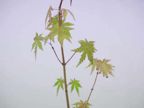 ミニ盆栽　【紅葉🍁ヤマモミジ×白花模様陶器】高さ47cm×横12cm