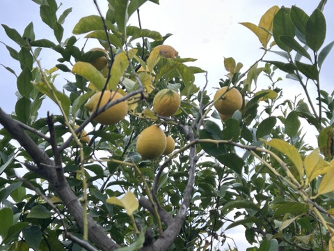 湘南の光たっぷり寒川産新鮮レモン！3kg