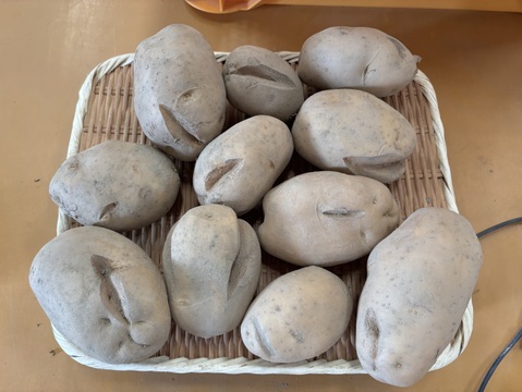 訳あり【自然栽培】皮ごと食べられるじゃがいも15kg