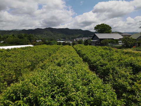 苦みや渋みがなく上品でやさしい味と好評♪【有機土佐國グァバ茶】ノンカフェイン高知県南国市の有機認証自家農園で農薬・肥料・除草剤一切不使用で自然栽培‼植物由来のソイロンテトラティーバッグ♪5包入り