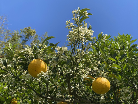 今年もジューシーオレンジ！自然的栽培うわばの甘夏{樹成り完熟}(梱包込み5k)