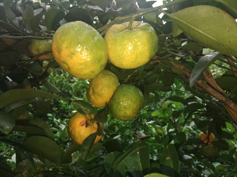 フルーツシークヮーサー（2kg）