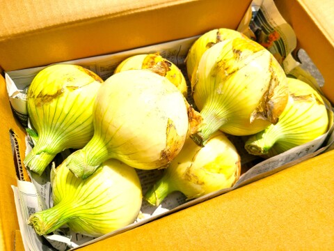 肉厚ジューシー♪大きな淡路島新玉ねぎ（３Lサイズ）　５ｋｇ