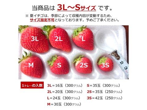生食できる夏イチゴ 6月～11月発送 秋田県産 なつあかり 夏のしずく ご自宅用 ケーキやスイーツに レギュラーサイズ 2トレー 600g