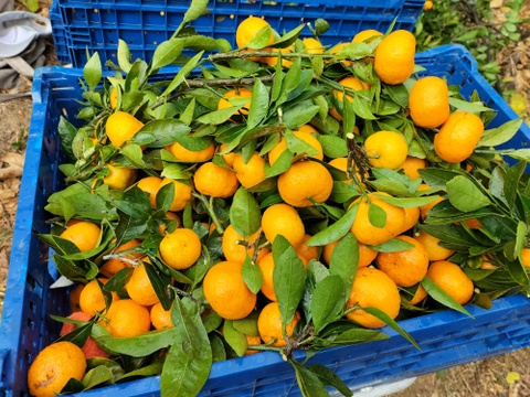 (広島県産)一口でパクッ！愛らしく甘い小みかん約3㎏