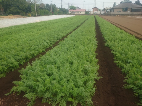 【リコピンにんじん】冬採れ"京くれない"☆3.0kg【サイズいろいろ】