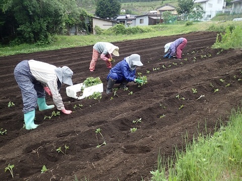 生搾り！純えごま油　70ｍｌ×6本セット