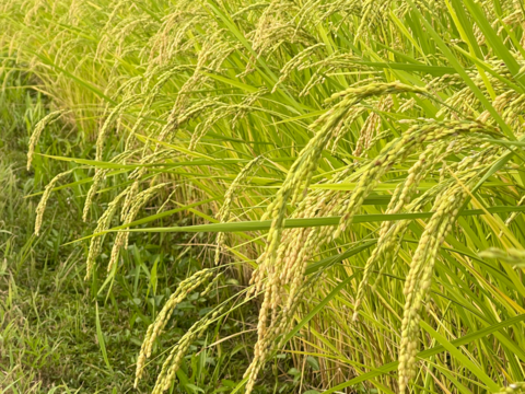 【令和7年産・新米】栽培期間中農薬不使用【亀の尾】白米・4kg　あっさりとした上品な味わい　こぴっと米